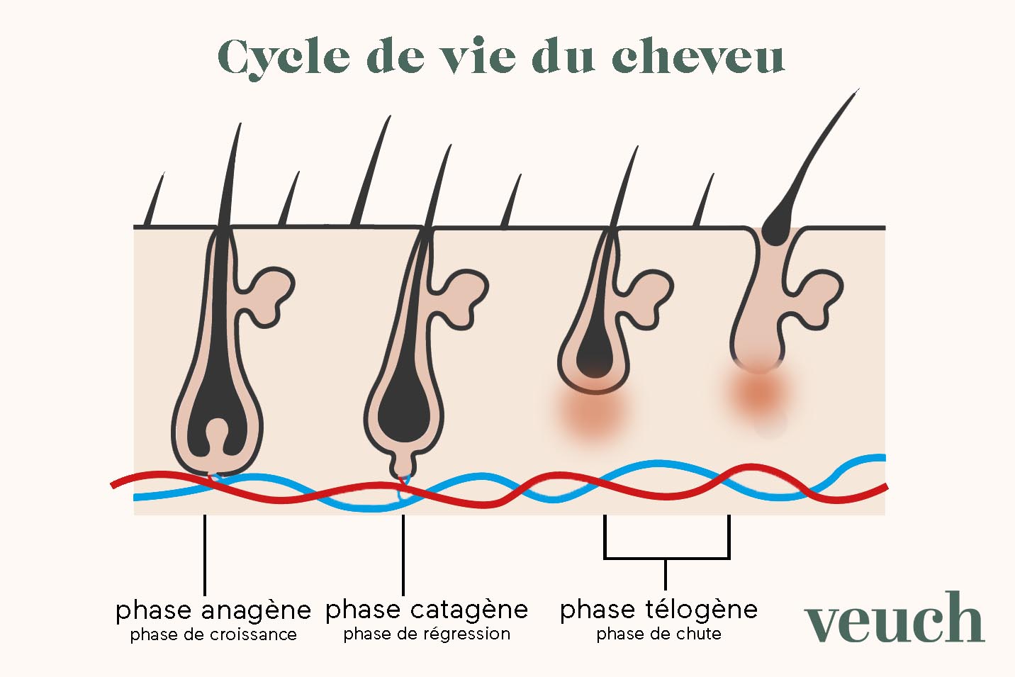Veuch Les étapes à connaitre concernant le cycle de votre cuir chevelu